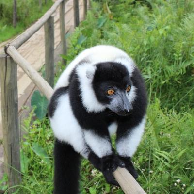 A large lemur is spotted on a conservation project by volunteers during their rainforest conservation volunteering in Madagascar. A large lemur balancing on a pole in the rainforest spotted by volunteers during their rainforest conservation volunteering in Madagascar with Projects Abroad.